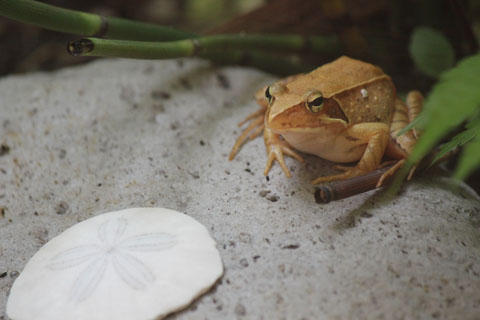 ニホンアカガエル