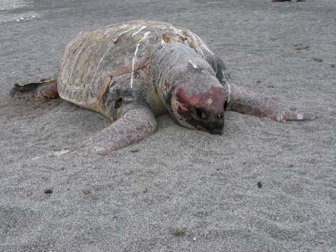 最先端感と古代の戦士 最先端感と古代の戦士