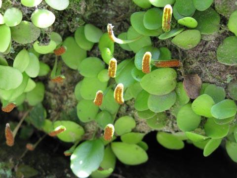 マルヤガーデンズ マルヤガーデンズ