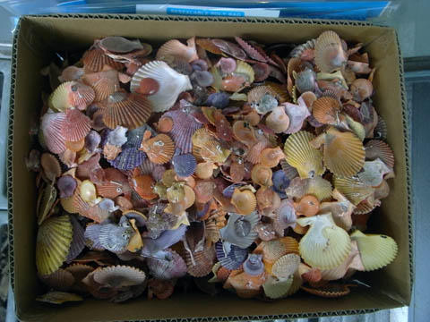 鹿児島中のヒオウギ貝がオーテマハウスに集まる 鹿児島中のヒオウギ貝がオーテマハウスに集まる