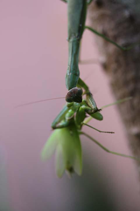 カマキリの共食い