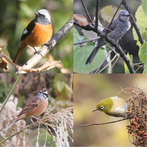 オーテマウンテン野鳥の会
