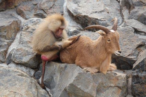 動物園にて