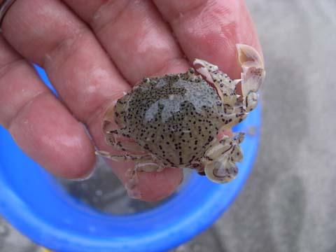 カニを返しに行く
