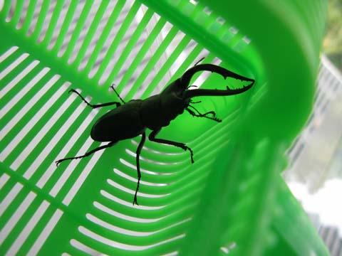 もうクワガタの季節