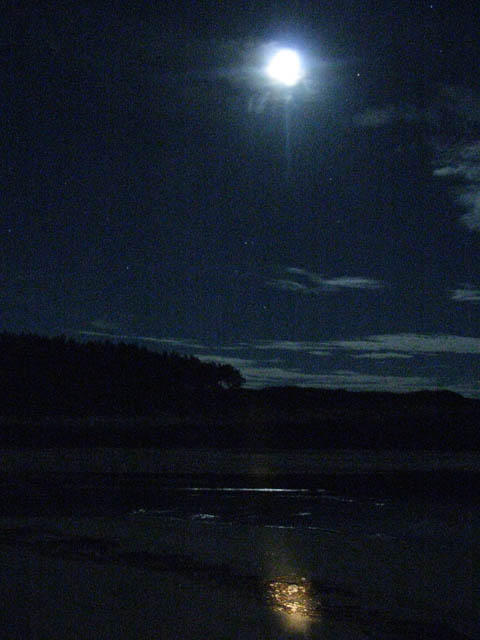 亀パトロールに出かける。 亀パトロールに出かける。