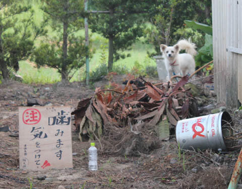 種子島の「噛みます（注）気をつけて」