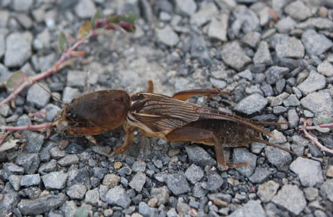 種子島のケラと蝉