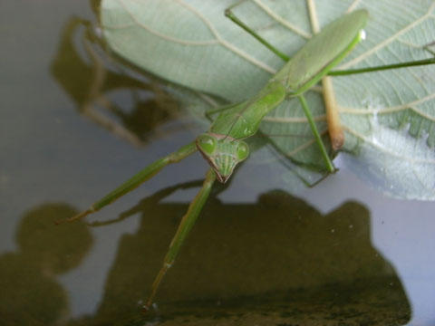 カマキリの季節