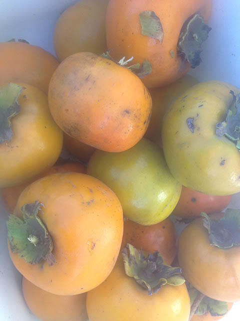 収穫の季節・柿