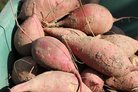 オーテマウンテン入り口でサツマイモ収穫！