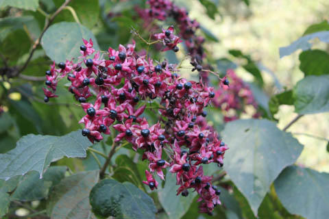 クサギ・・・など。 クサギ・・・など。