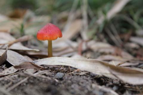 クリスマス商戦にヤラレル