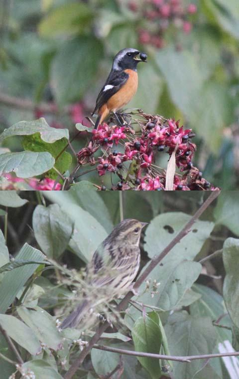 オーテマ野鳥の会
