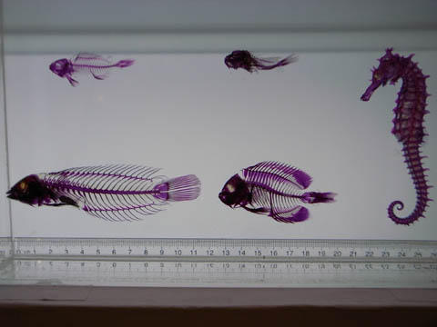 あけましておめでとうございます