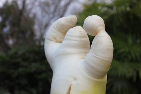 ビバンダムくんなダイコンくん ビバンダムくんなダイコンくん