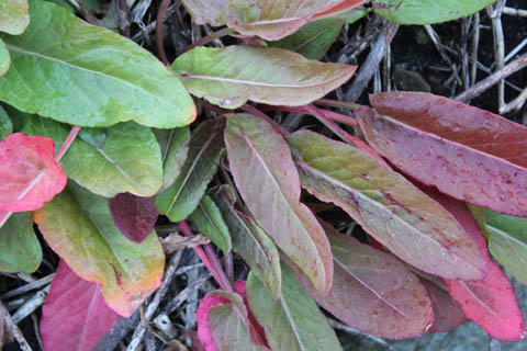 南日本新聞「南点」を振り返る(08) 南日本新聞「南点」を振り返る(08)