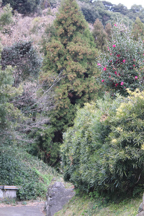 今週は百足(ムカデ)を描いてます。 今週は百足(ムカデ)を描いてます。