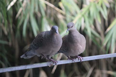パレードに参加してきました パレードに参加してきました