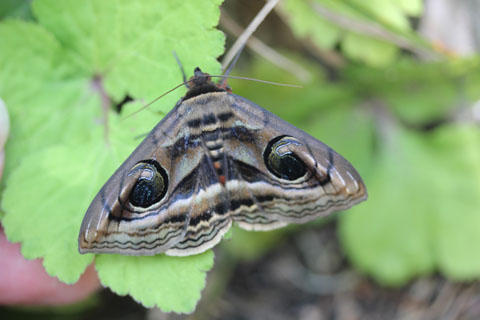 イラストレーションの可能性とアースデイかごしま2012 イラストレーションの可能性とアースデイかごしま2012
