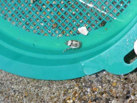 何という生き物かな