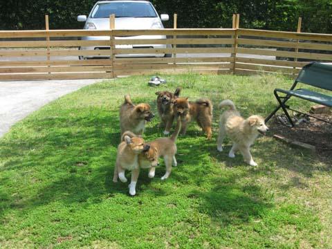 近所の家に子犬が生まれた〜