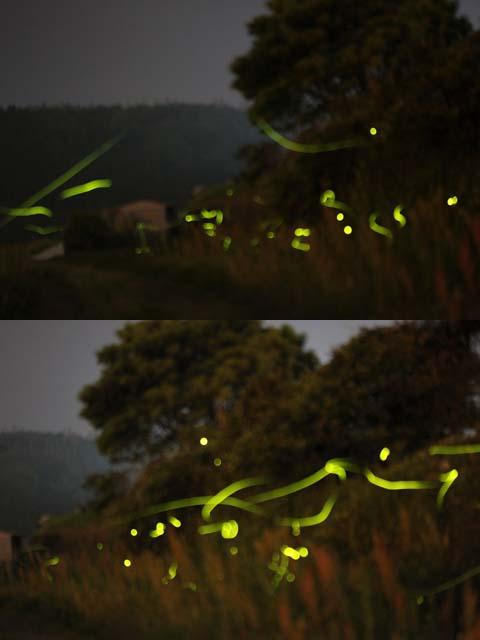 ホタルの季節とキタナイ話 ホタルの季節とキタナイ話