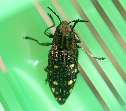 クロマダラタマムシ