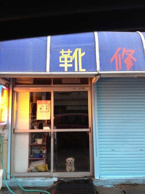 同情を誘う人気者