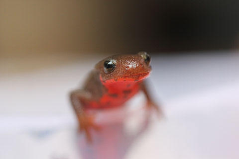 アカハライモリ