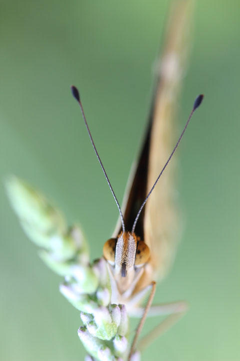 ヒョウモンチョウ