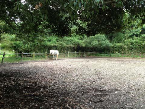 上原ひろこさんのスピーチ「鹿児島が動けば、そういう知事選があちこちに起こるに違いないんです。」