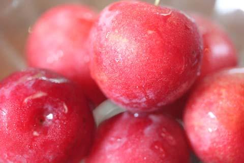 オーテマウンテンでプラムを収穫