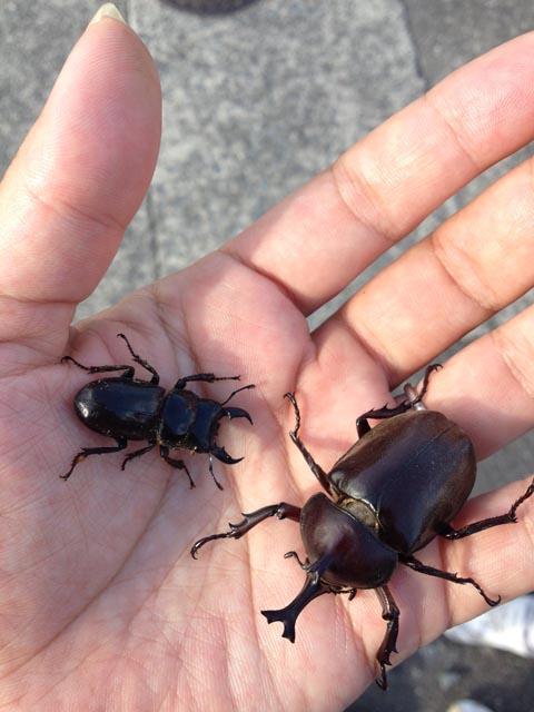 カブトムシとクワガタ