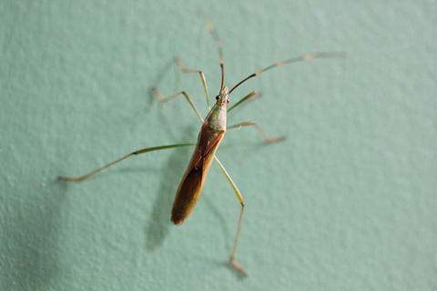 ホソヘリカメムシ