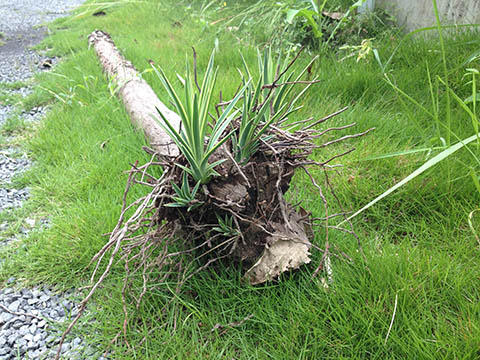 センジュラン センジュラン