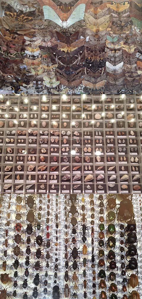 第58回鹿児島県昆虫貝植物岩石展 第58回鹿児島県昆虫貝植物岩石展