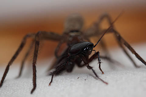 死闘!アシダカグモvsゴキブリ 死闘!アシダカグモvsゴキブリ