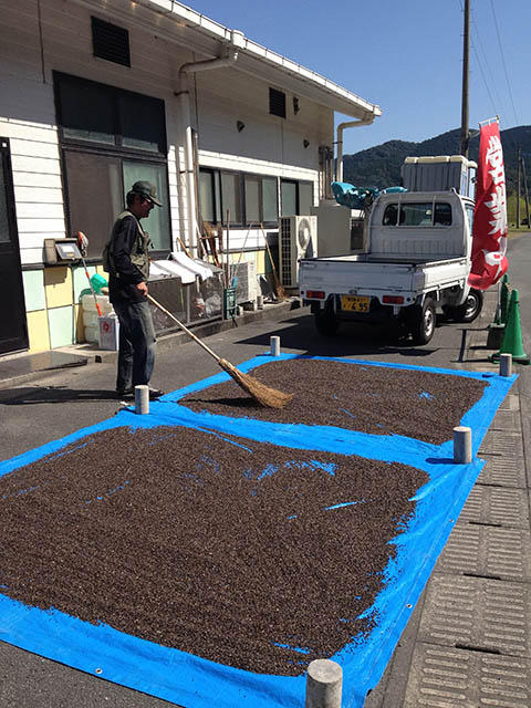 ソマモンドの原料