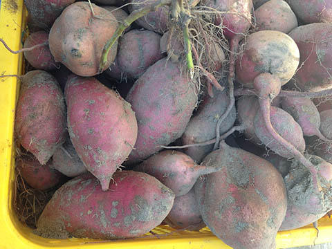 収穫の季節・サツマイモ