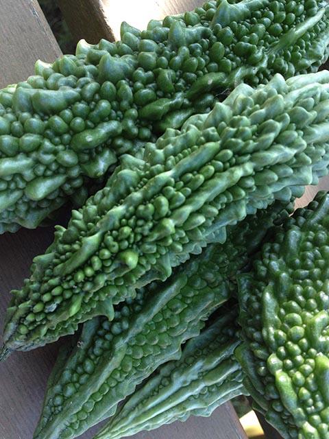 季節外れのゴーヤ収穫