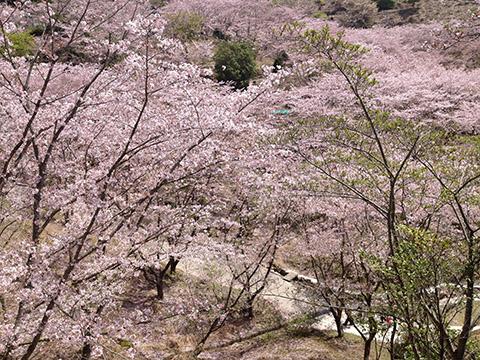 観音ヶ池でお花見 観音ヶ池でお花見