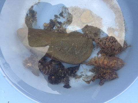 イザリウオ・・・