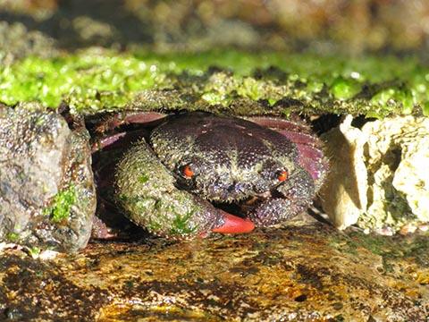 イワオウギガニ