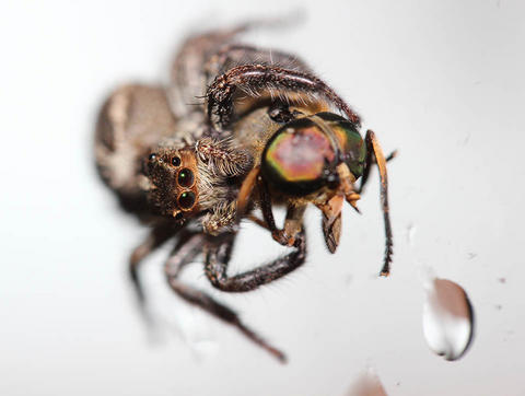 ハエトリグモくん