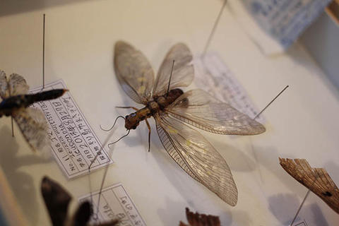 ヘビトンボくん