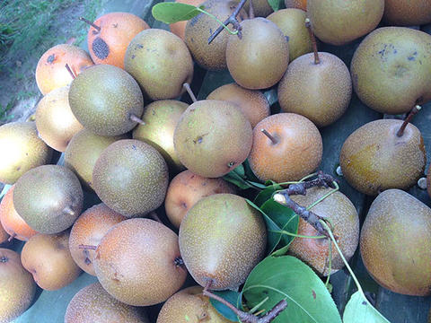 ナシ農家としてデビュー! ナシ農家としてデビュー!