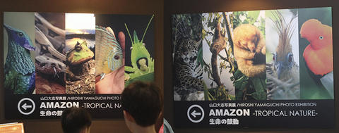 AMAZON-TROPICAL NATURE- 山口大志写真展 AMAZON-TROPICAL NATURE- 山口大志写真展