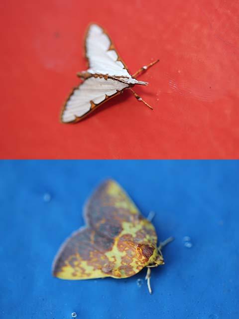 蛾ってイイですね