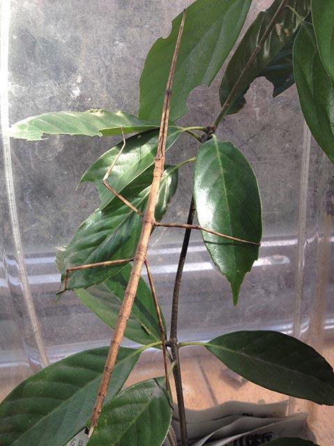 ナナフシくん ナナフシくん